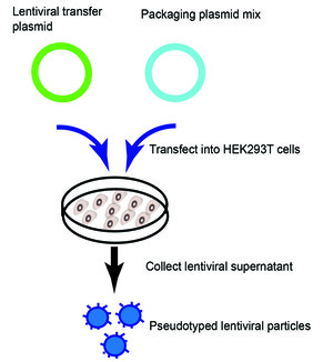 Lentivirus Packaging