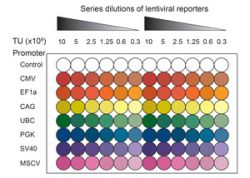 Lenti-HT Promoter selection plate (RFP)